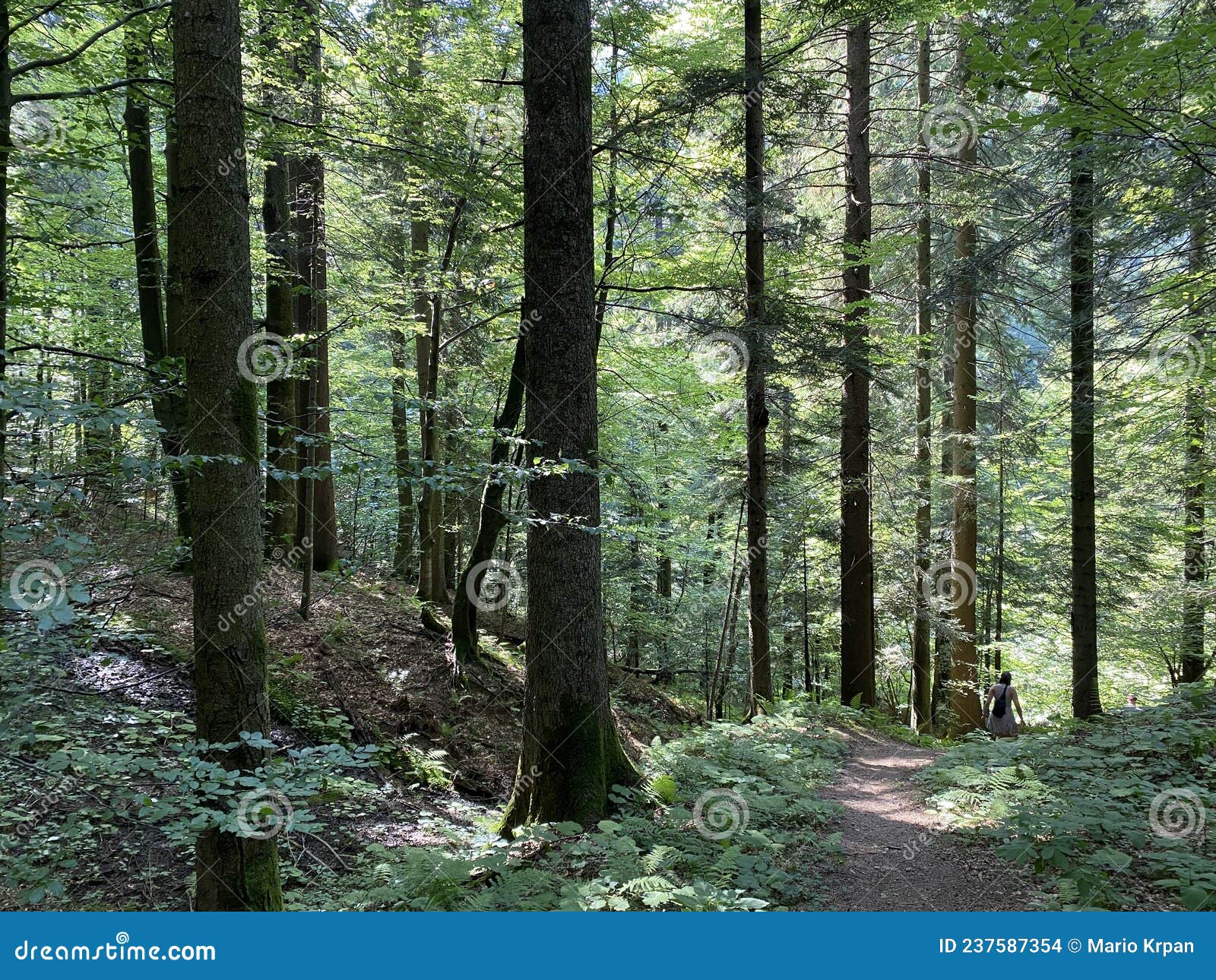 mixed mountain forest in the valley of delniÃÂki potok stream, delnice - region of gorski kotar, croatia